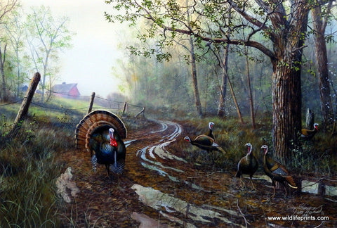 Jim Hansel Spring Fever Wild Turkey Art Print- 16"x 12" Open Edition