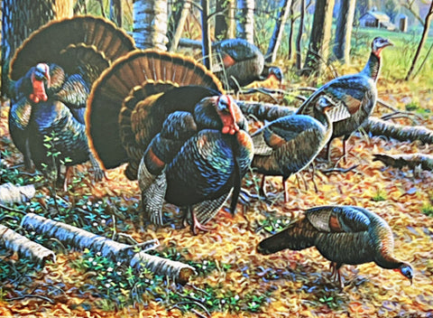 Cynthie Fisher Spring Strut Wild Turkey Art Print 16 x 12