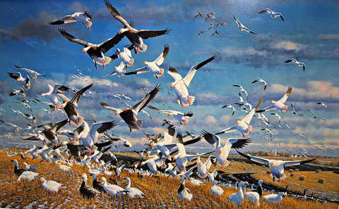 Michael Sieve S/N Gamebird Art Print Canadian Gold-Snow Geese 25"x15.5"