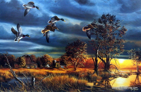 Jim Hansel Morning Mallards - 18"x 10.5" Open Edition