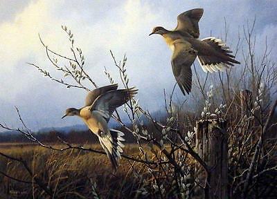 Don Kloetzke Mourning Doves SN Print  22" x 16"