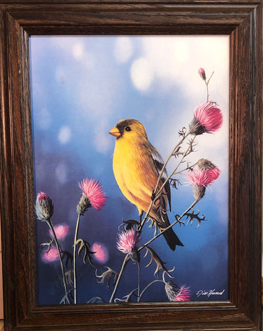 Jim Hansel Songbird Art Print American Goldfinch (11.5"x14.5")