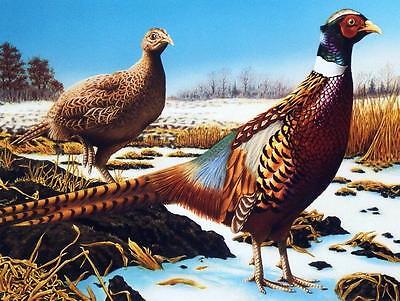 David Chapman Spring Thaw SN Pheasant Print  12 x 9