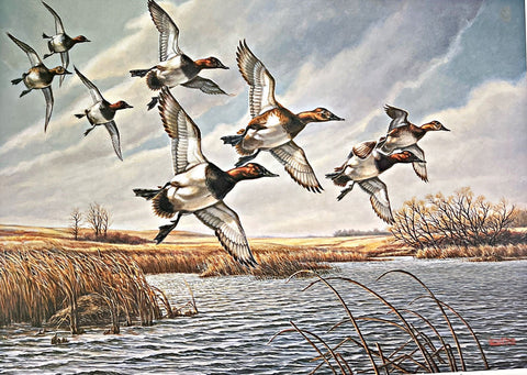 James Meger Prairie Pothole Canvasback S/N Art Print 22 x 15.5