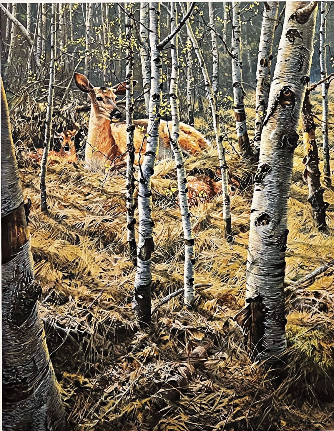 John Seerey-Lester S/N Deer Art Print Whitetail Spring 20"x25.5"