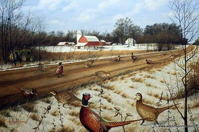 Les Kouba Ringnecks after Gravel Pheasant Art Print 24 x 16