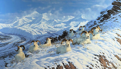 Michael Sieve Big Game Art Print A Day in the Sun-Dall Sheep S/N 24"x16.75"