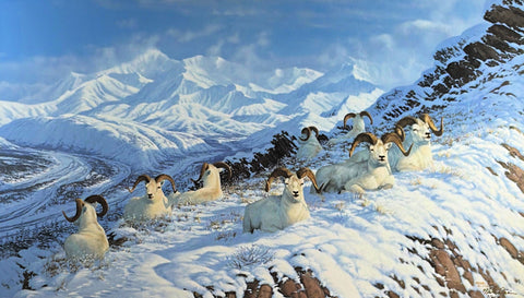 Michael Sieve Big Game Art Print A Day in the Sun-Dall Sheep S/N 24"x16.75"