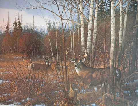 Michael Sieve Cautious Approach S/N Whitetail Deer Art Print 22.5 x 16.5
