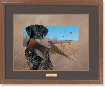 Michael Sieve Game birds Pheasants Framed Print