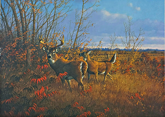 Michael Sieve S/N Whitetail Deer Art Print Sumac Buck 16.5"x11"