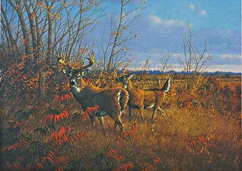 Michael Sieve S/N Whitetail Deer Art Print Sumac Buck 16.5"x11"