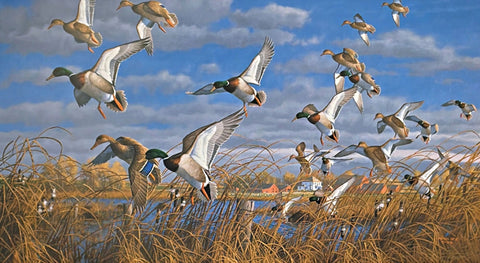 Michael Sieve Vic's Pond Mallard Duck S/N Art Print-27 x 14.75