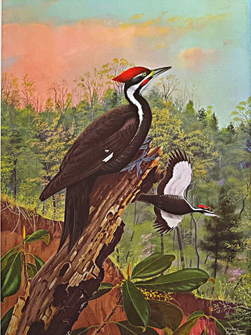 Murrell Butler Pileated Woodpeckers and Magnolia S/N Art Print