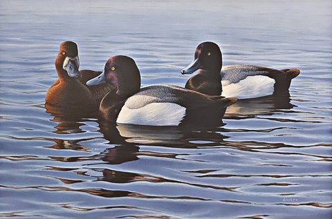 Phil Scholer Tranquil Trio -Blue Bills S/N Art Print 24 x 16