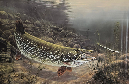 Rick Kelley Esox Attack Northern Pike Artists Proof Art  24 x 16 #63 of 75