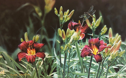 Russell Cobane Day Lily Flower and Dragonfly open edition Art Print Summer Flight (16.5"x10.5")