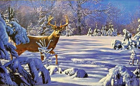 Scot Storm Something's in the Air-S/N Whitetail Deer 22 x 13.5