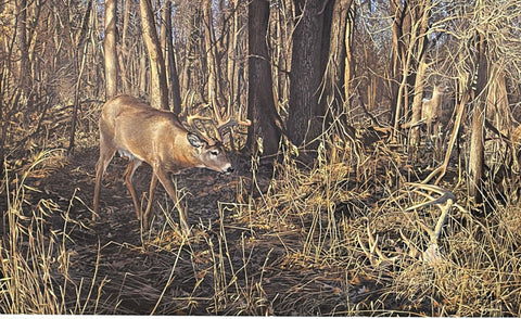 Scot Storm The Next in line S/N Whitetail Deer Art Print #3 of 500