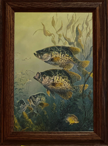 Terry Doughty Black Crappies Fishing Decorator Art Print-Framed