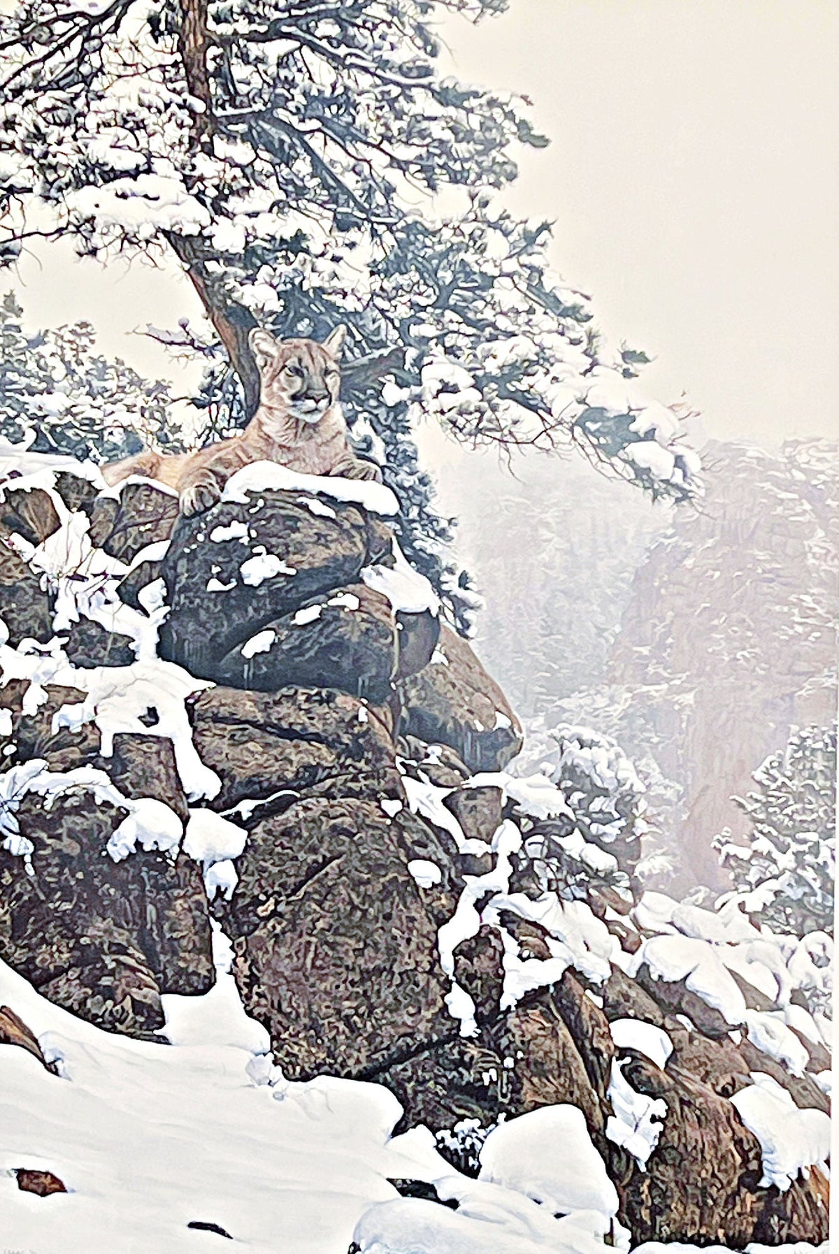 Terry Isaac Snow Spirit-Cougar S/N Art Print (22x33.5)