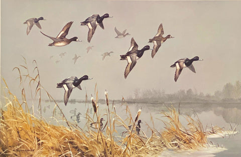 Maynard Reece Si/N Duck Print Over the Point-Lesser Scaups with cert (24"x16")