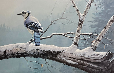 Daniel Smith Winter Sentinel Blue Jay S/N Art Print-18 x 11.5
