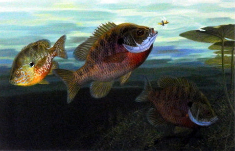 Randy McGovern Bluegills - 12"x7.75"