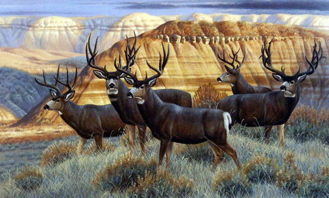 Cynthie Fisher Deer Buck Picture THE BOYS CLUB