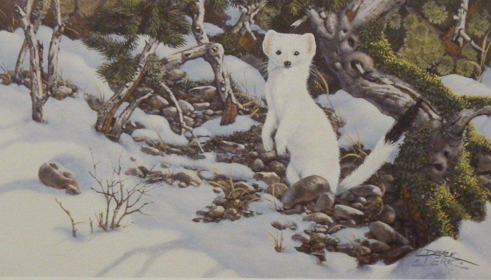 Derk Hansen Eyes of the Wild II-White Mink