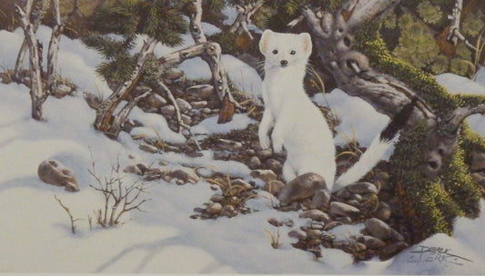 Derk Hansen Eyes of the Wild II-White Mink