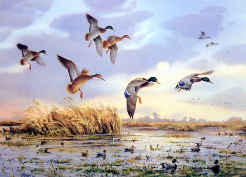 James Killen Fish Pond Mallards