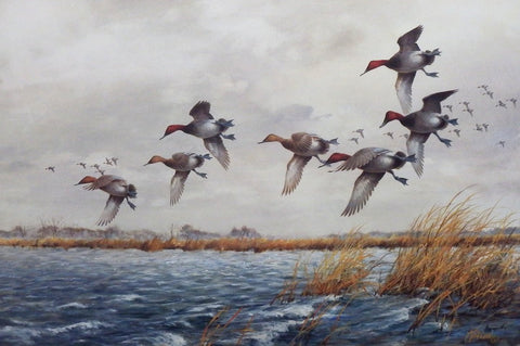James Killen Wind Swept Canvasback