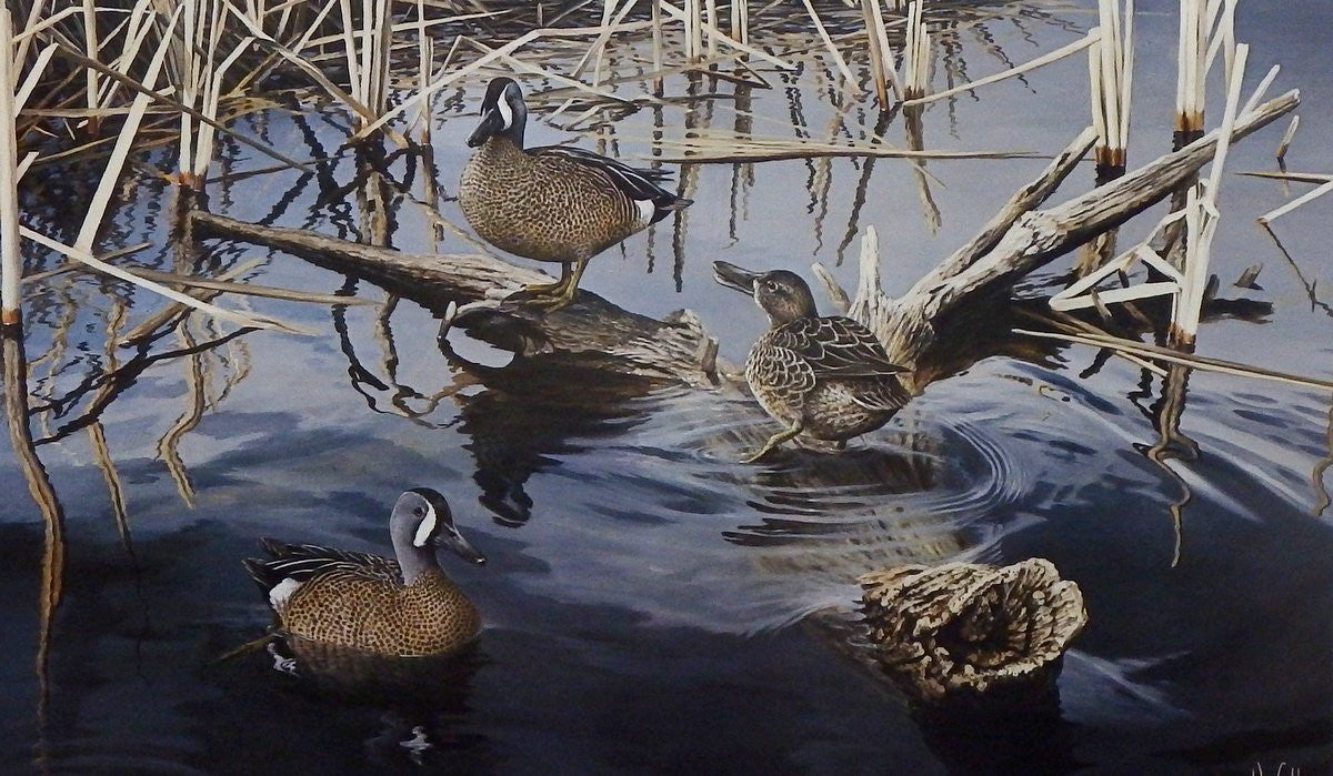 Ron Van Gilder Spring Song-Blue Wing Teal