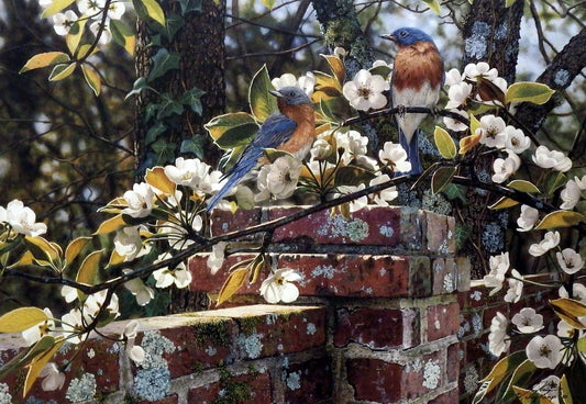 Jay Kemp Backyard Blues