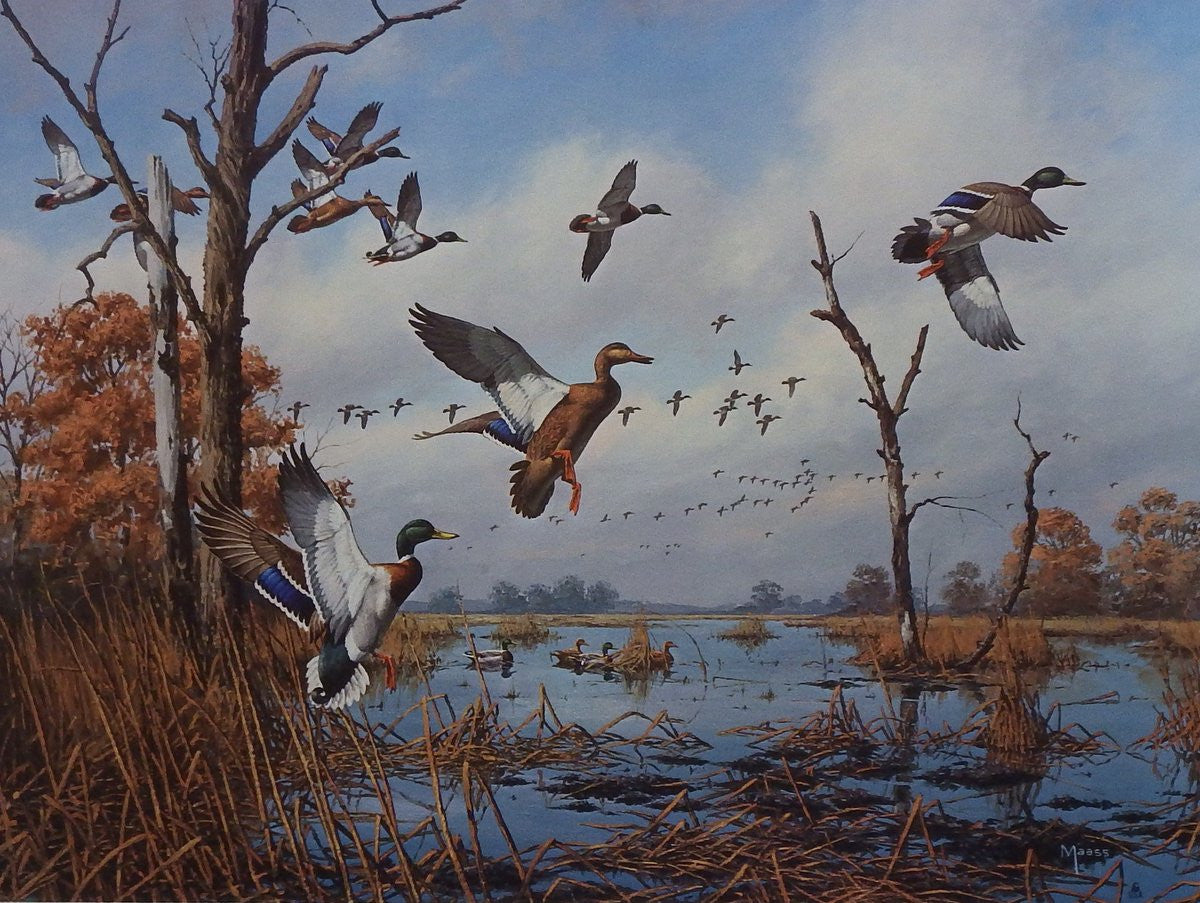 David Maass on the Move Mallards