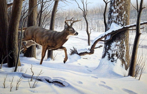 Paul Krapf Breaking Cover
