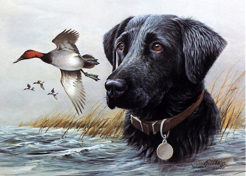 James Killen Black Lab -Canvasback