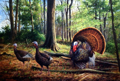 James Killen The Patriot Wild Turkey Print