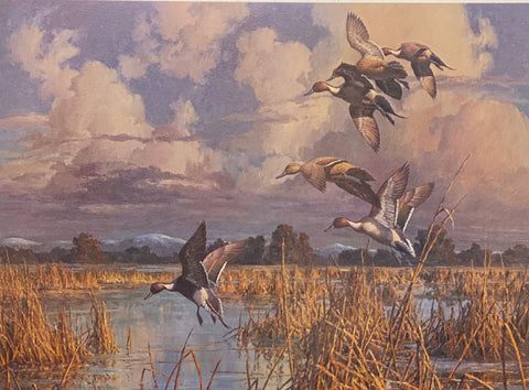 Harry Curieux Adamson S/N Duck Art Print California Pintails (23.5"x17.5")