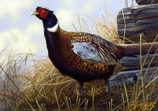 Scot Storm 2000 Minnesota Pheasant Habitat Stamp Print