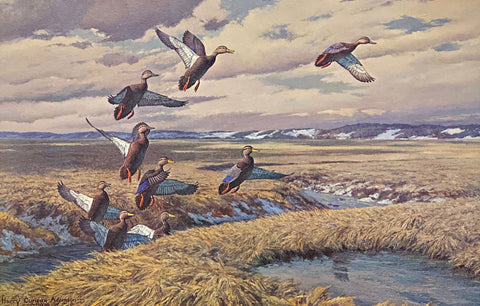 Jersey Coast-Black Ducks by Harry Adamson  S/N Art Print 25x16