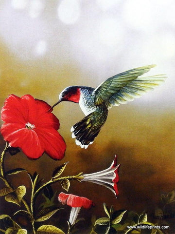 Jim Hansel Ruby Throated Hummingbird - 7.5"x 12" Open Edition-Free Shipping