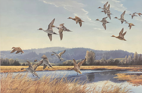 Maynard Reece Signed/Numbered Duck Art Print The Valley Pintails  (27"x18")
