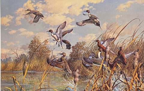 Harry Curieux Adamson S/N Duck Art Print Corner Pocket-Pintail and Common Teal (25"x16.5")