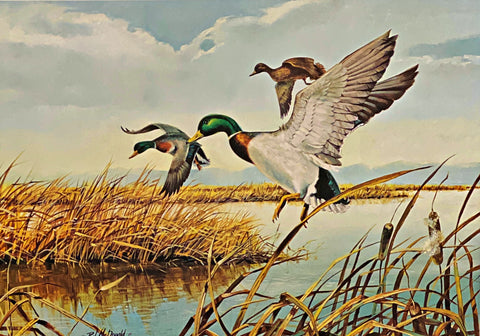 R.J. McDonald Southern Bound Mallard duck S/N Art Print