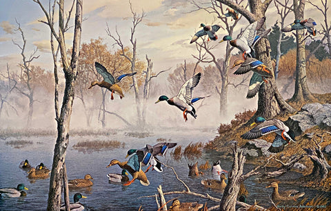 Harry Curieux Adamson S/N Mallard Duck Art Print Morning at Ghost Lake (25.5"x16.5")