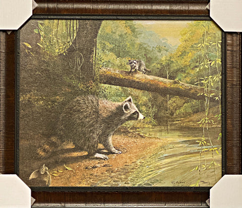 R.J. McDonald Cahaba Coon Racoon Art Print-Framed 25 x 21.5