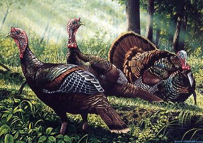 David Chapman 2002 Minnesota Wild Turkey S/N Stamp Print 9 x 6.5