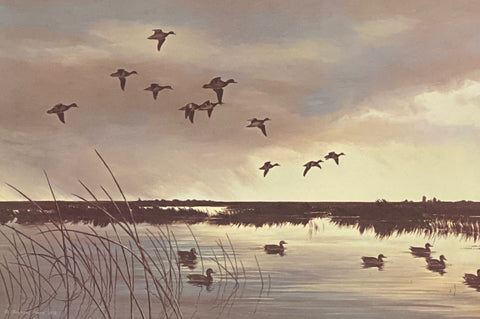 Maynard Reece Signed/Numbered Duck Art Print Twilight-American Wigeon (18"x12")